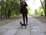 Собаки, щенки Русский гладкошерстный тойтерьер, цена 10500 Грн., Фото