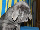 Собаки, щенки Мастино неаполетано, цена 9200 Грн., Фото