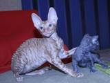 Кошки, котята Корниш-рекс, цена 3800 Грн., Фото