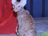 Кішки, кошенята Корніш-рекс, ціна 3800 Грн., Фото