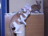 Кішки, кошенята Корніш-рекс, ціна 3800 Грн., Фото
