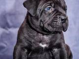 Собаки, щенята Південноафриканський Бурбуль, ціна 20000 Грн., Фото
