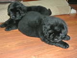 Собаки, щенки Ньюфаундленд, цена 6000 Грн., Фото