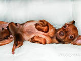 Собаки, щенки Русский гладкошерстный тойтерьер, цена 14000 Грн., Фото