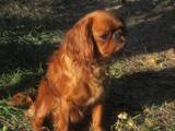 Собаки, щенки Кавалер-Кинг-Чарльз спаниель, цена 2509 Грн., Фото
