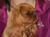 Собаки, щенки Кавалер-Кинг-Чарльз спаниель, цена 2509 Грн., Фото