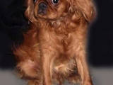 Собаки, щенки Кавалер-Кинг-Чарльз спаниель, цена 2499 Грн., Фото