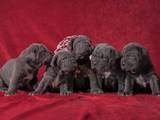 Собаки, щенки Мастино неаполетано, цена 2000 Грн., Фото
