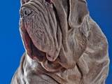 Собаки, щенята Мастіно неаполетано, ціна 2000 Грн., Фото