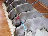 Собаки, щенки Веймарская легавая, цена 12000 Грн., Фото