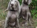 Собаки, щенки Веймарская легавая, цена 12000 Грн., Фото