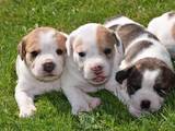 Собаки, щенки Английский бульдог, цена 3000 Грн., Фото