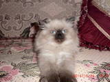 Кішки, кошенята Персидська, ціна 800 Грн., Фото