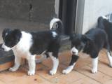 Собаки, щенята Бордерколлі, ціна 3000 Грн., Фото