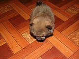 Собаки, щенята Карликовий шпіц, ціна 1999 Грн., Фото