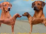 Собаки, щенята Родезійського ріджбек, ціна 15000 Грн., Фото