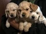 Собаки, щенки Английский коккер, цена 1300 Грн., Фото