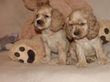 Собаки, щенки Американский коккер, цена 5000 Грн., Фото