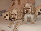 Собаки, щенки Американский коккер, цена 5000 Грн., Фото
