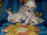 Собаки, щенки Китайская хохлатая собака, цена 2000 Грн., Фото