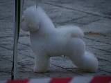 Собаки, щенята Бішон фрісе, ціна 12000 Грн., Фото