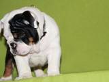 Собаки, щенята Англійський бульдог, ціна 60000 Грн., Фото