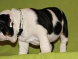 Собаки, щенята Англійський бульдог, ціна 60000 Грн., Фото
