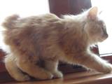 Кошки, котята Курильский бобтейл, цена 3000 Грн., Фото