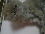 Кошки, котята Персидская, цена 900 Грн., Фото