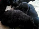 Собаки, щенки Восточно-Европейская овчарка, цена 1000 Грн., Фото