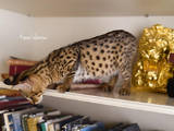 Кішки, кошенята Невідома порода, ціна 230000 Грн., Фото