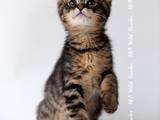 Кішки, кошенята Невідома порода, ціна 45000 Грн., Фото