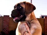 Собаки, щенята Бульмастиф, ціна 8000 Грн., Фото