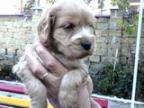 Собаки, щенки Английский спрингер спаниель, цена 900 Грн., Фото