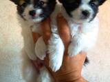 Собаки, щенки Папильон, цена 4000 Грн., Фото
