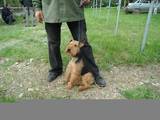 Собаки, щенята Вельштер'єр, ціна 3500 Грн., Фото