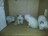 Кішки, кошенята Тайська, ціна 600 Грн., Фото
