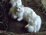 Кішки, кошенята Турецька Ангора, ціна 250 Грн., Фото