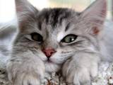Кошки, котята Разное, цена 10 Грн., Фото