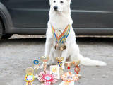 Собаки, щенки Белая Швейцарская овчарка, цена 14000 Грн., Фото