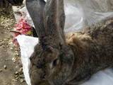 Грызуны Кролики, цена 1500 Грн., Фото