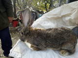 Гризуни Кролики, ціна 1500 Грн., Фото
