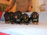 Собаки, щенята Гладкошерста такса, ціна 1500 Грн., Фото