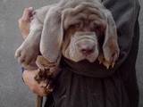 Собаки, щенята Мастіно неаполетано, ціна 10000 Грн., Фото