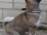 Собаки, щенята Американський акіта, ціна 16500 Грн., Фото