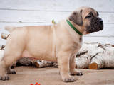 Собаки, щенята Південноафриканський Бурбуль, ціна 20000 Грн., Фото
