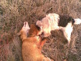 Собаки, щенки Жесткошерстный фокстерьер, цена 4000 Грн., Фото