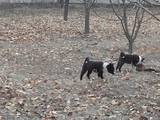 Собаки, щенки Русско-Европейская лайка, цена 3000 Грн., Фото