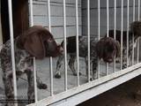 Собаки, щенята Німецька жорсткошерста лягава, ціна 10000 Грн., Фото