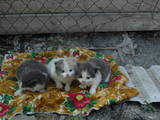 Кошки, котята Персидская, Фото